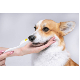 check up veterinário para animais de estimação Núcleo Bandeirante