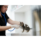 check up veterinário para cães e gatos agendar São Sebastião