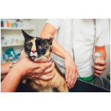 check up veterinário para cães e gatos São Bartolomeu