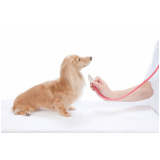 check up veterinário para cães marcar Recanto das Emas
