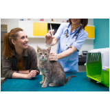 check up veterinário para gatos marcar Capão Seco