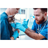 check up veterinário para gatos Planaltina