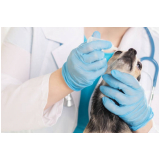 cirurgia castração cachorro Paracatú