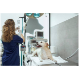 cirurgia castração de cachorro fêmea marcar Guará