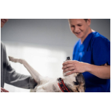 Cirurgia Displasia Coxofemoral em Cães