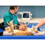 cirurgia de castração de gato fêmea agendar Formosa