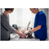 cirurgia de castração em cachorro agendar Pirenópolis