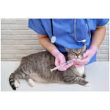 cirurgia de castração em gatos marcar Riacho Fundo I