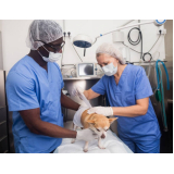 cirurgia de hernia umbilical cachorro marcar Campos Belos