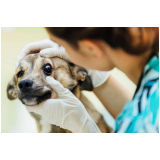 cirurgia oftalmologica veterinaria Papuda