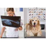cirurgia ortopedica em cachorro marcar Unaí