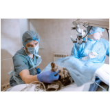 cirurgia ortopédica veterinária marcar Capão Seco
