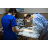 cirurgia ortopédica veterinária Gameleira