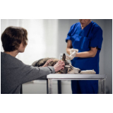 cirurgia reconstrutiva veterinária agendar Luziânia