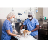 cirurgia ruptura ligamento cruzado cães Pirenópolis