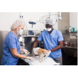 cirurgia veterinária básica marcar Novo Gama