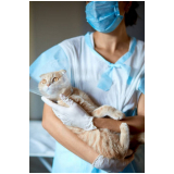 cirurgia veterinária em pequenos animais Riacho Fundo I