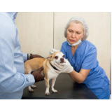 cirurgias em cachorros marcar Riacho Fundo I