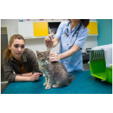 clínica de tomografia gatos Águas Lindas de Goiás