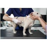clínica de tomografia para cães Formosa