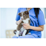 clínica especializada em células tronco para tratamento de cães com cinomose Unaí
