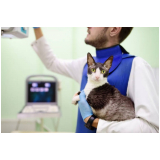 clínica especializada em células tronco para tratamento de gatos idosos Caldas Novas