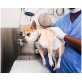 clínica especializada em cirurgias em cachorros Gameleira