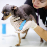 clínica especializada em endocrinologista veterinario Palmeiras de Goiás