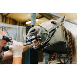clínica especializada em endoscopia em animais Pirinópolis
