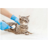 clínica especializada em endoscopia em gatos Pugmil