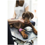 clínica especializada em endoscopia para cães Cruzeiro Velho