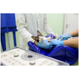 clínica especializada em exame de sangue gato Pugmil