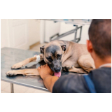 clínica especializada em exame fezes cachorro Valparaíso de Goiás