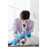 clínica especializada em exame fiv gatos Asa Sul