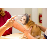 clínica especializada em exames laboratoriais de cachorro Riacho Fundo II