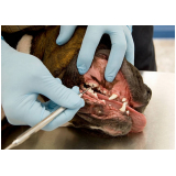 clínica especializada em odontologia canina Aparecida do Rio Negro