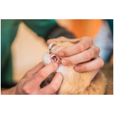 clínica especializada em odontologia de pequenos animais Barrolândia