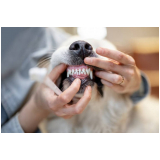 clínica especializada em odontologia em pequenos animais Núcleo Bandeirante