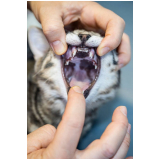 clínica especializada em odontologia felina Tocantínia