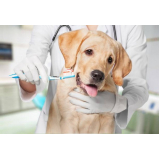 clínica especializada em odontologia para cachorro Núcleo Bandeirante