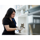 clínica para internação para animais de estimação Pirenópolis