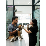 clínica para internação para cachorro Guará