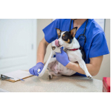 clínica que faz células tronco para cães com doença renal Unaí