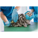clínica que faz células tronco para gato Samambaia Sul Samambaia
