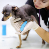 clínica que faz cirurgia castração cadela São Bartolomeu