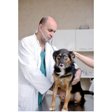 clínica que faz cirurgia castração de cachorro fêmea Asa Sul