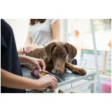 clínica que faz cirurgia de castração em cachorro Luziânia