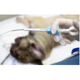 clínica que faz cirurgia de castração em cadelas Pugmil