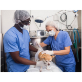 clínica que faz cirurgia ortopédica veterinária Asa Norte