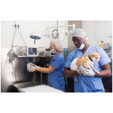 clínica que faz cirurgia veterinária básica Aparecida do Rio Negro